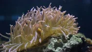 Colored Fish, Clown Fish Shimming And Hiding In Anemone Stock Footage