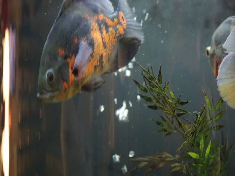 Colored fish Stock Footage