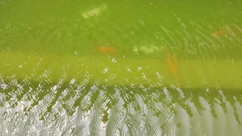 Colored fish Stock-Footage 191305502