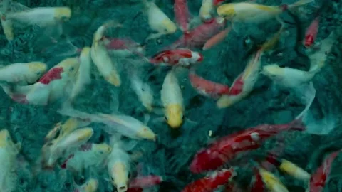 Colored fish in the water. Stock Footage 187467978