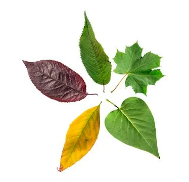 Colored five leaf isolated from golden decorative autumn leaf Stock Photos