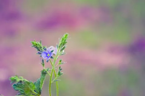 Colored floral background Stock Photos