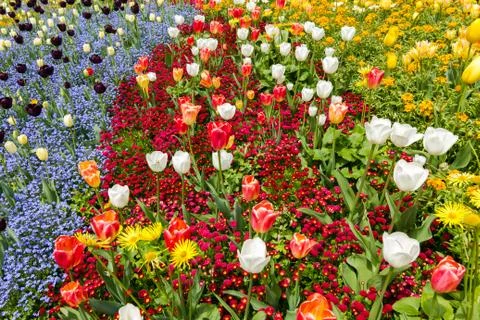 Colored flower bed in Spring. Stock Photos