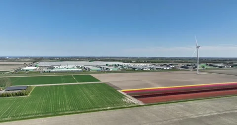 Colored flower fields, rows of tulips, spring time, dutch culture, iconic scene Vidéo 310713254