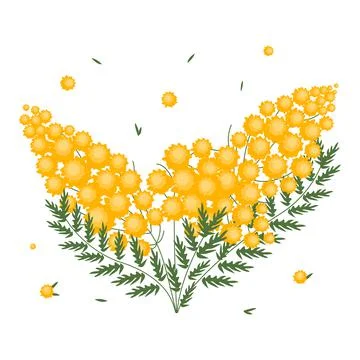 Colored flower mimosa drawing in flat style. Spring blooming floral plant isolat Stock Illustration