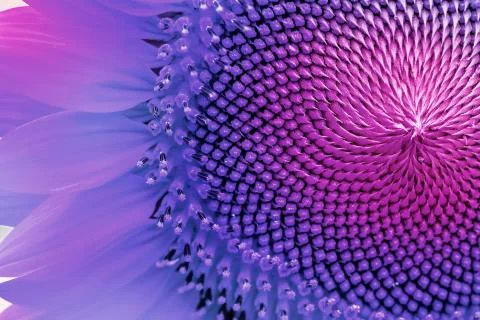 Colored flower petals Stock Illustration