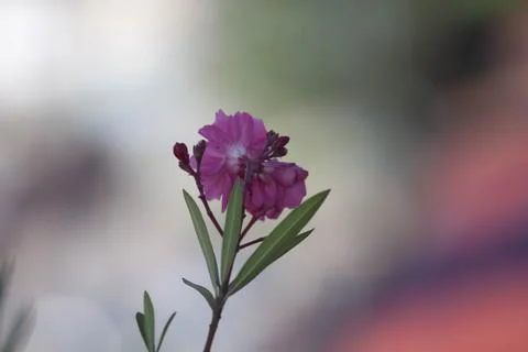 Colored flower Stock Photos