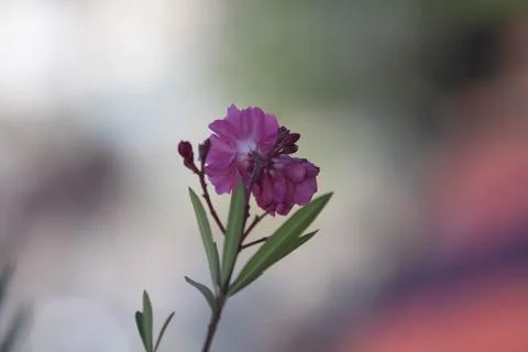 Colored flower Stock Photos