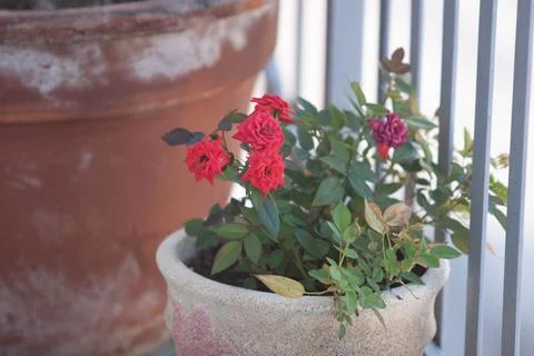 Colored flower Stock Photos