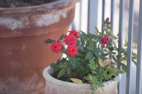 Colored flower Stock Photos