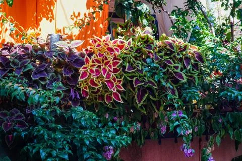 Colored flowerbed, multicolored composition, colored plants, alpine hill Stock Photos