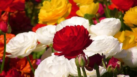 Colored flowers background. Stock Footage 110947528