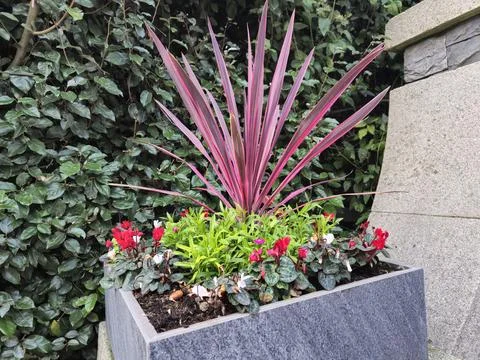 Colored flowers background Stock Photos