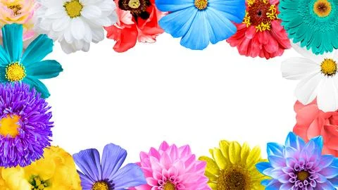 Colored flowers border isolated on white background: rose, aster, poeny, Stock Illustration
