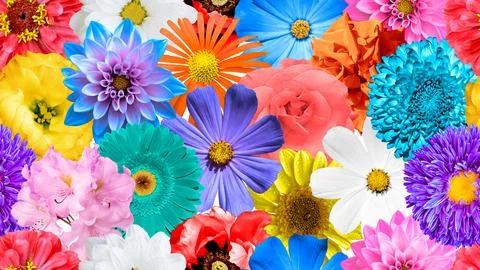 Colored flowers collage seamless background: rose, aster, poeny, perennial, Stock Illustration