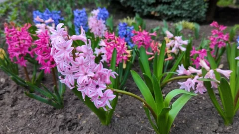 Colored flowers in the garden Stock Footage 236971026