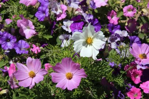 Colored Flowers Stock Photos