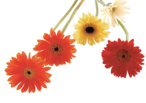 Colored Flowers Stock Photos