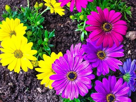 Colored flowers Stock Photos