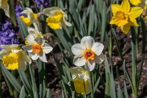Colored flowers Stock Photos