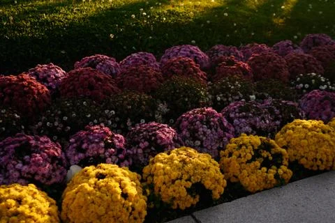 Colored flowers in a rows in summer Stock Photos