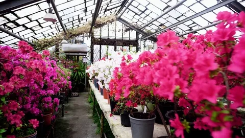 Colored flowers stand on rows in greenhouse. Stock Footage 82440434