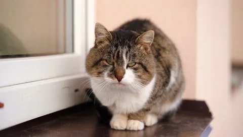 Colored fluffy cat sitting on a window sill outside Vidéo 227790631