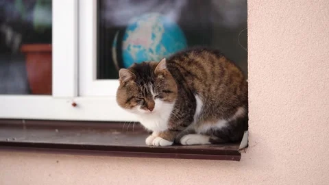 Colored fluffy cat sitting on a window sill outside 库存影片 228698233
