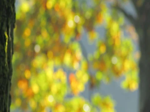 Colored foliage Stock Footage 85016414