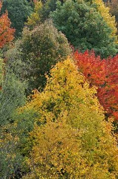 Colored forest in autumn Stock Photos