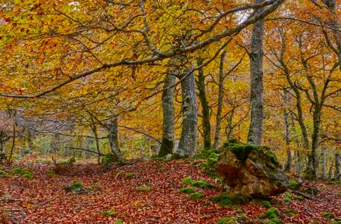 Colored forest in autumn 写真素材