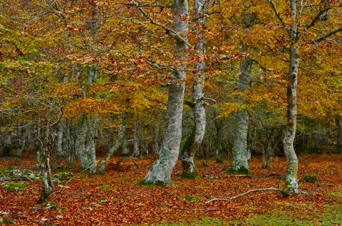 Colored forest in autumn Stock Photos