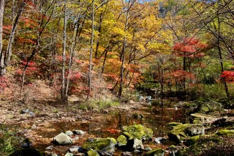 Colored forest Stock Photos