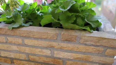 Colored geraniums in the garden Stock Footage 130579806