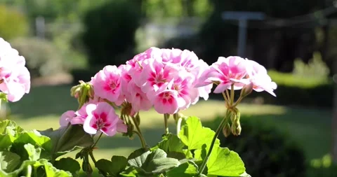 Colored geraniums in the garden Stock Footage 130579811