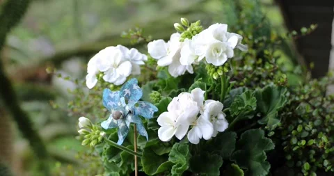 Colored geraniums in the garden Stock Footage 130579873