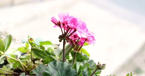 Colored geraniums in the garden Stock Footage 130579879