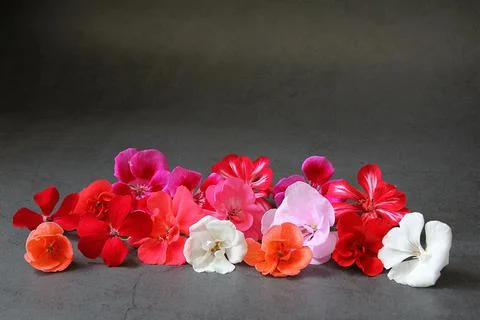 Colored geraniums Stock Photos