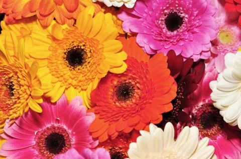 Colored gerbera Stock Photos