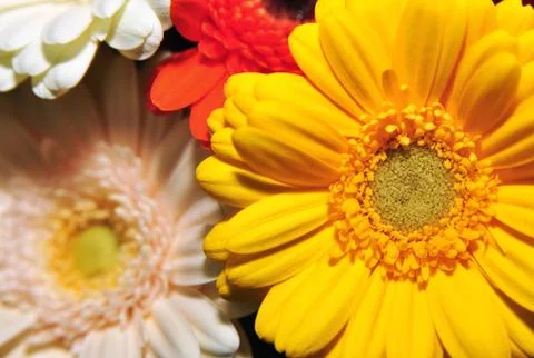 Colored gerbera Stock Photos