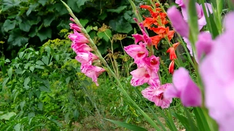 Colored gladiolus Stock Footage 40540250