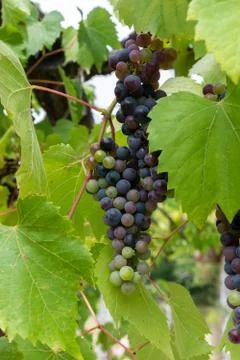 Colored grapes in the strain Stock Photos