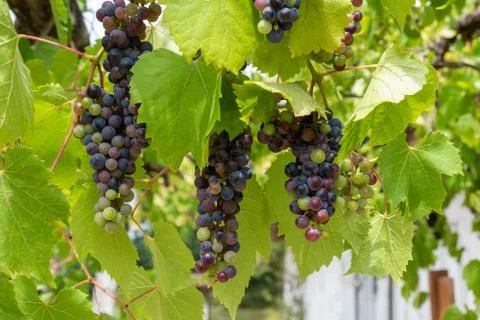 Colored grapes in the strain Stock Photos