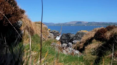 Colored grass and moss-covered Irish coastline where the waves of the sea Stock Footage 128999177