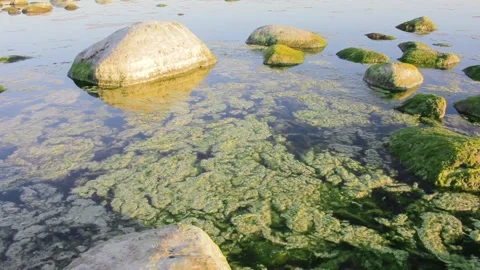 Colored green algae bubbling breathe in the water on the coast Stock Footage 134391873