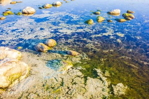 Colored green algae bubbling breathe in the water on the coast Stock Photos