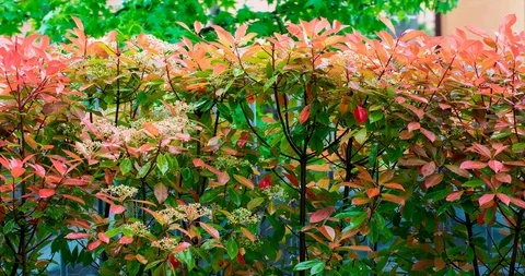 Colored hedge of a garden under the rain in spring time 動画素材 106948748