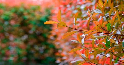 Colored hedge in a rainy day Stock Footage 106380028