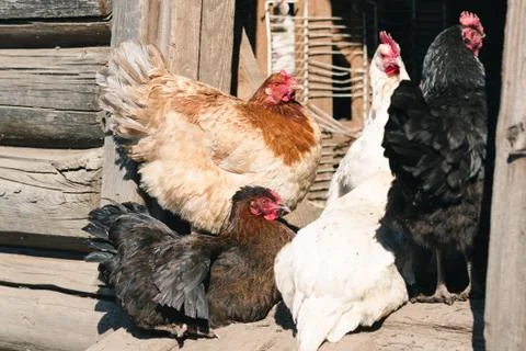 Colored hens on the doorstep to the barn Stock Photos