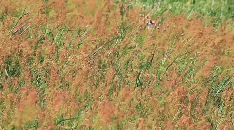 COLORED HIGH GRASS BLOWING IN STRONG WIND - BALT Stock Footage 973302